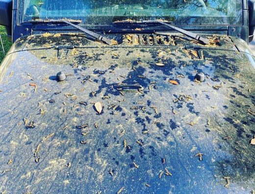 Pelican Pointe Carwash